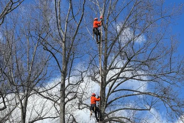 Install Lightning Rods on Trees